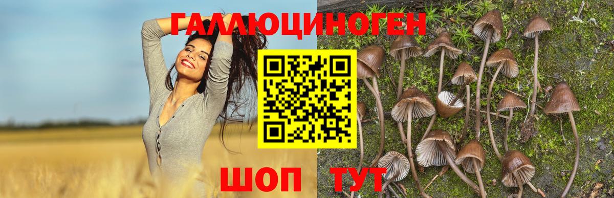 Псилоцибиновые грибы Psilocybe  закладка  Калининград  Псилоцибиновые грибы мухоморы  Вход с VPN 